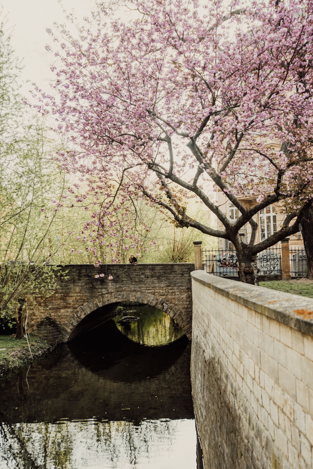Blossoming trees beside an Erfurt canal