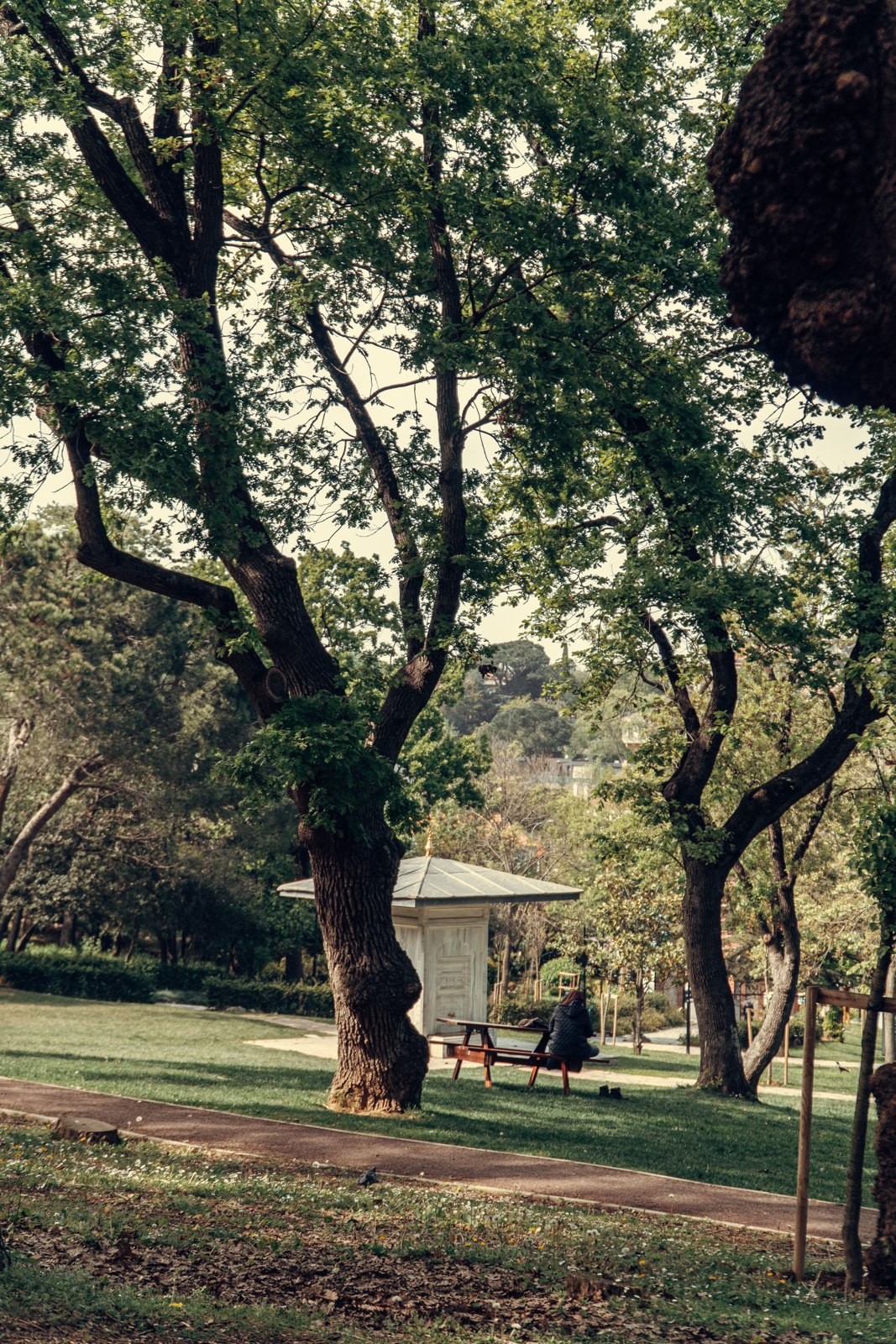 Shade in a summer city park